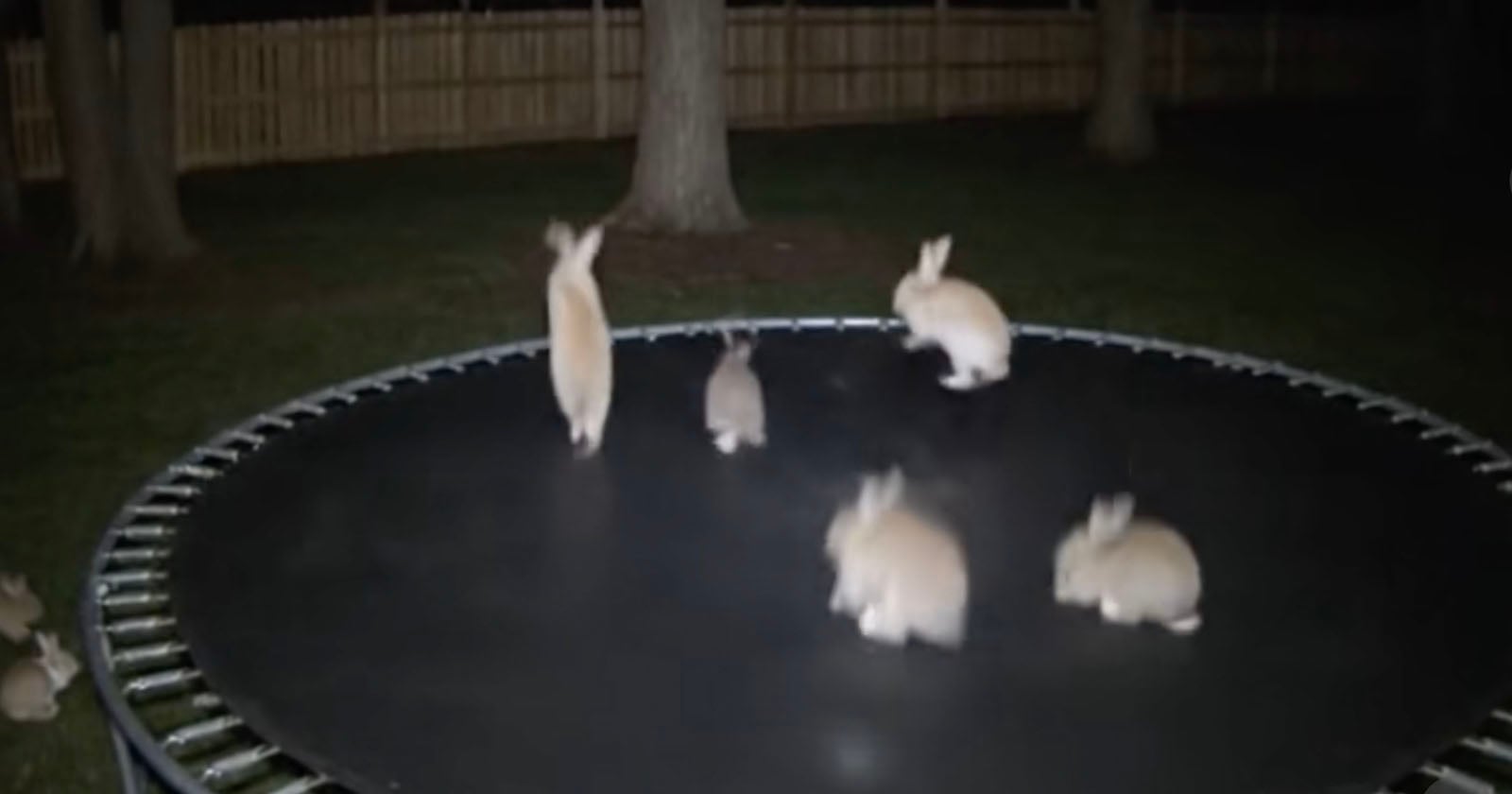 Six rabbits are on a trampoline at night, with some jumping and others sitting. The trampoline is outdoors, surrounded by trees and a wooden fence in the background.