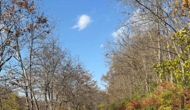 A Redditor shared how the highly invasive Burning Bush is taking over their neighborhood.