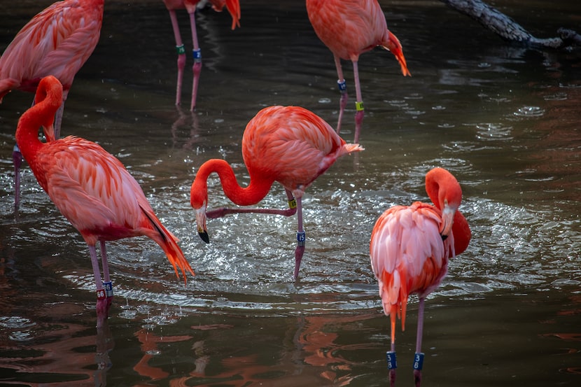 Flamingos at the Dallas Zoo.