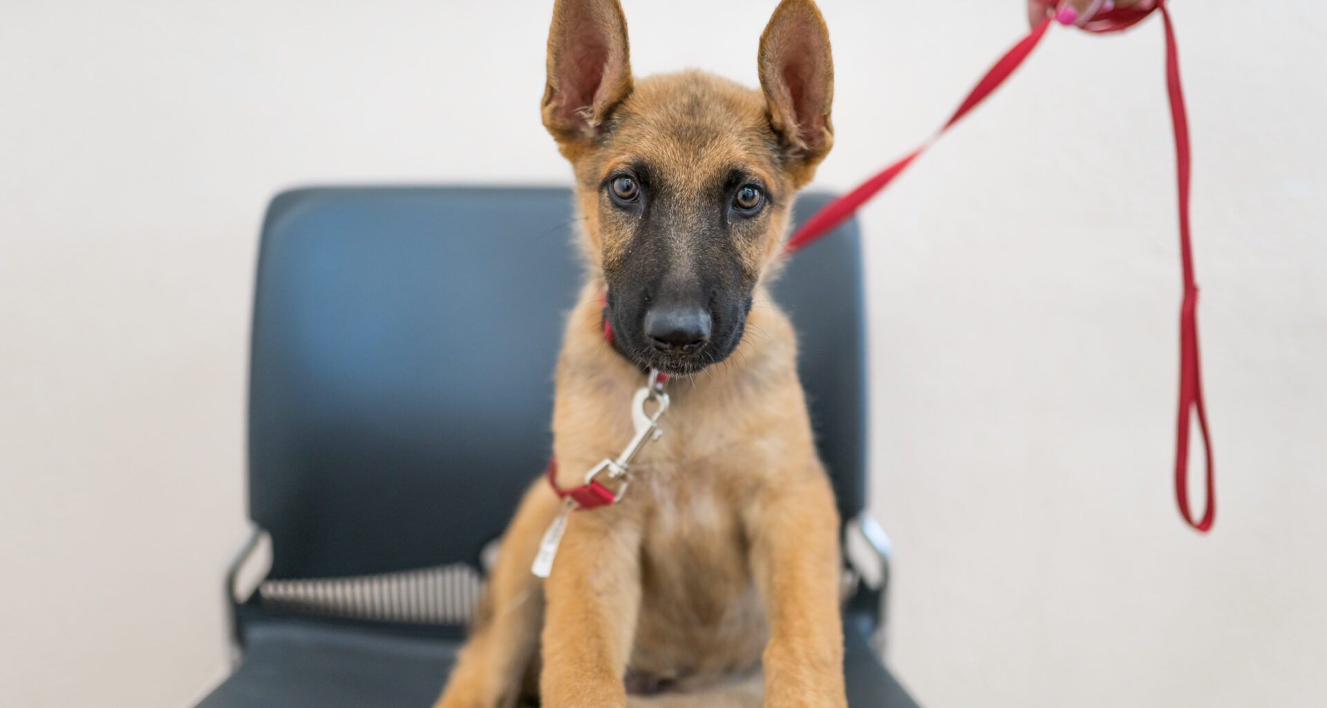 Fort Worth shelters plan continued improvement, less canine euthanasia in 2026