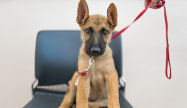 Fort Worth shelters plan continued improvement, less canine euthanasia in 2026