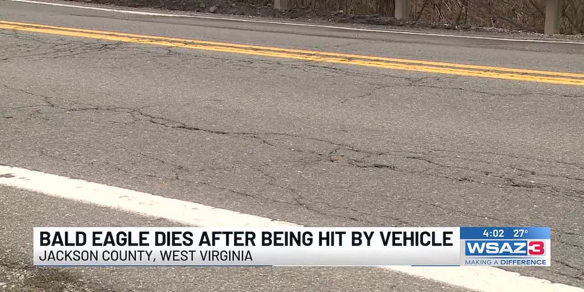 Bald eagle dies after being hit by vehicle in West Virginia