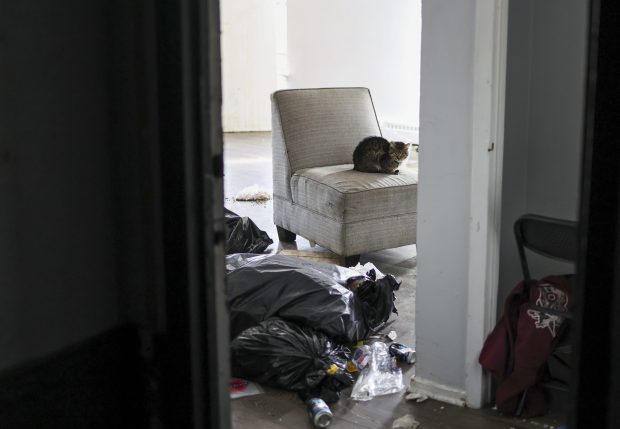A cat sits on a chair in an open apartment unit with garbage on the floor in the 7500 S. South Shore Dr. apartment building in Chicago on Dec. 2, 2025. (Eileen T. Meslar/Chicago Tribune)