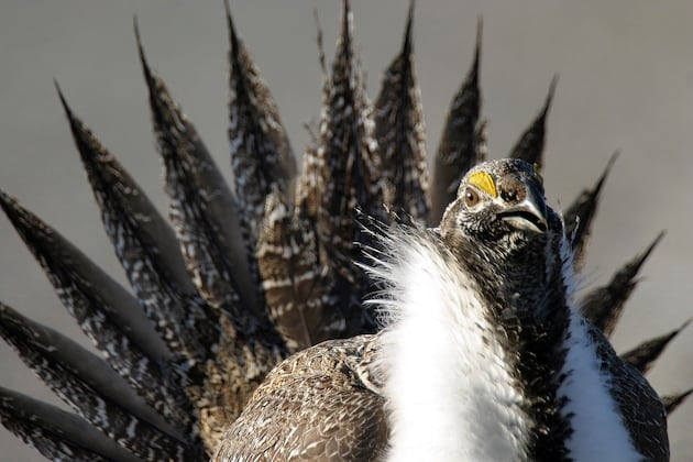 Once again, the greater sage grouse sparks outcry in the West – Deseret News