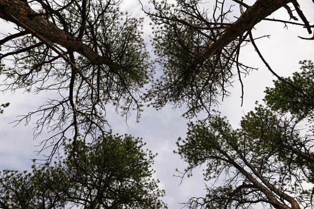 Trees are seen in the area of the Boulder County Parks and Open Space Heil Valley Ranch on Dec. 11. A ponderosa pine in the valley was studied, as part of a 2013 project, that dated back to the 1550s. (Matthew Jonas/Staff Photographer)