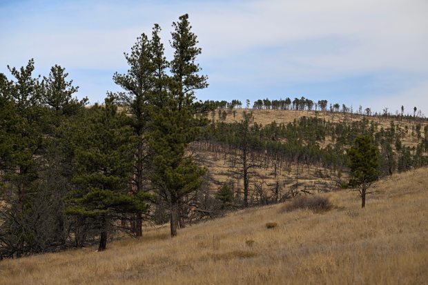 Trees damaged in fire are seen in the area of the Boulder County Parks and Open Space Heil Valley Ranch on Dec. 11. (Matthew Jonas/Staff Photographer)