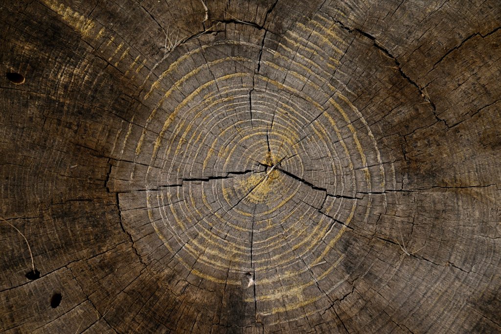 Boulder County's oldest trees hold some of the area's storied history