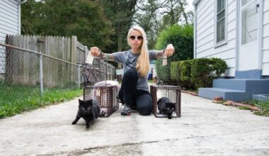 Cats rescued by San Diego nonprofit the Orphan Kitten Club founded by the Kitten Lady Hannah Shaw