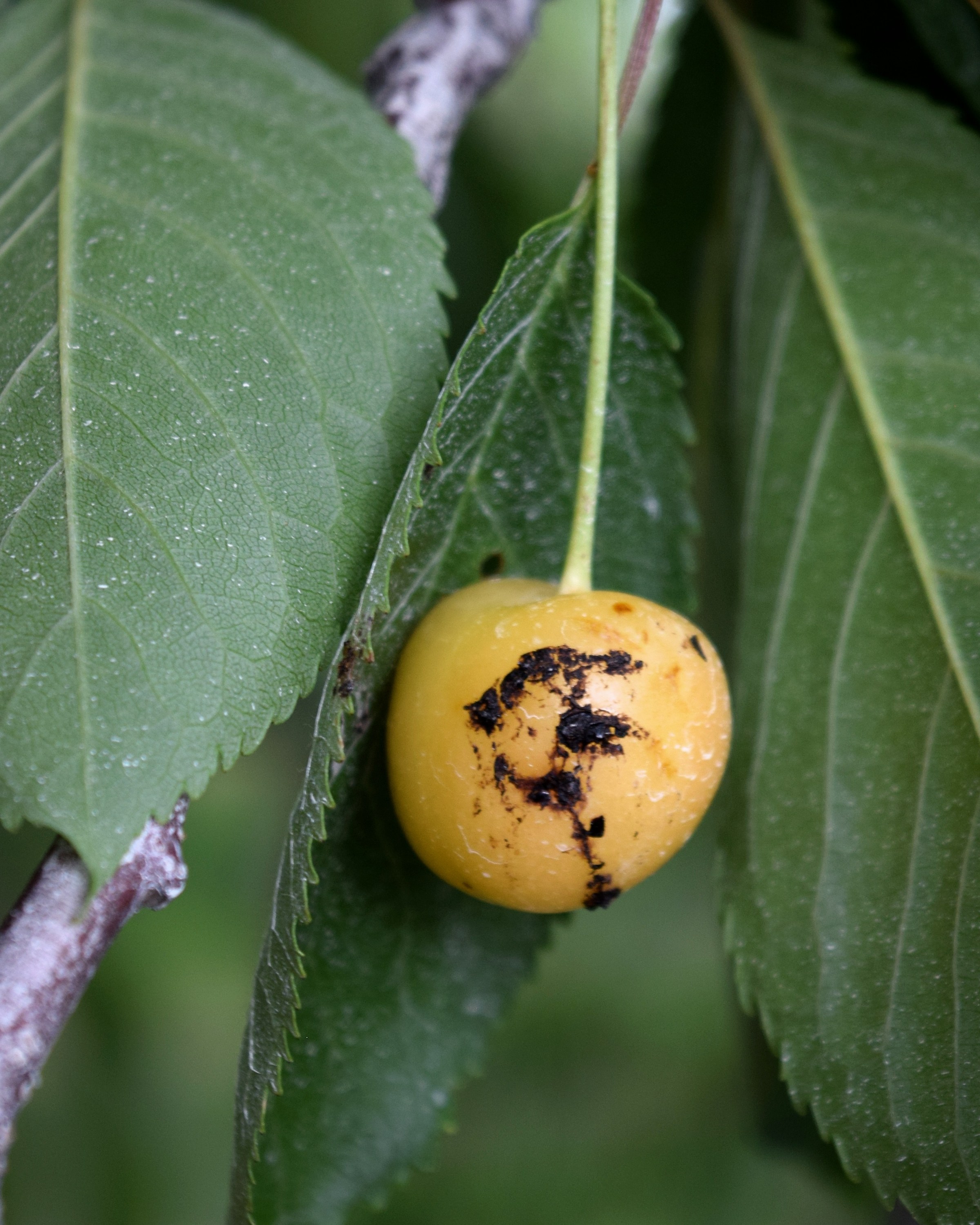 Bird poop on a cherry.
