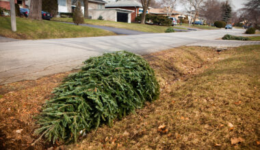What to know about Christmas tree recycling in Los Angeles – NBC Los Angeles