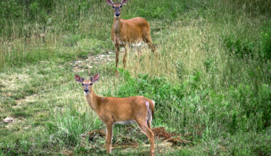 Here’s why you might see photos of deer in Maine real estate listings