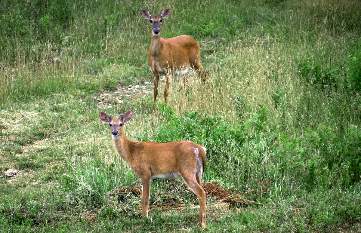 Here’s why you might see photos of deer in Maine real estate listings