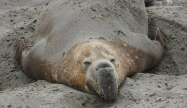 One Of The World's Largest Mainland Northern Elephant Seal Colonies Is 1 Hour From SF — But Peak Viewing Only Lasts A Few Months