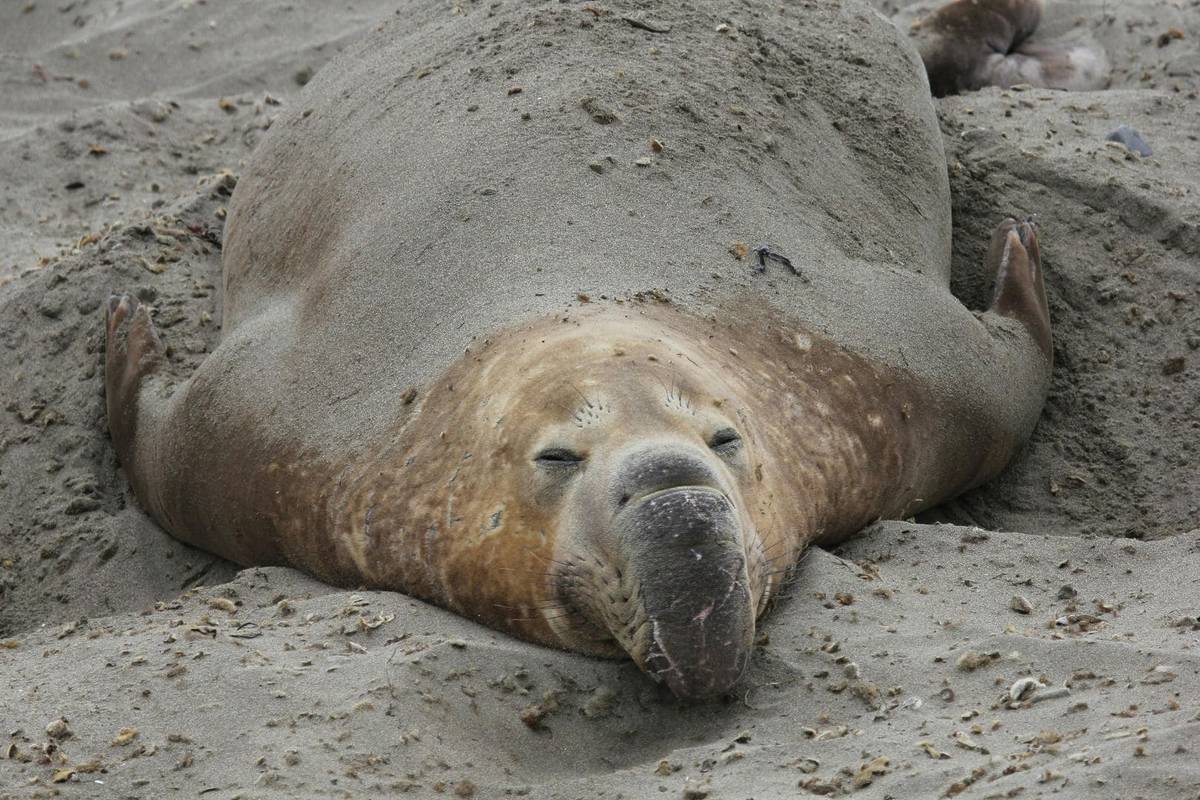 One Of The World's Largest Mainland Northern Elephant Seal Colonies Is 1 Hour From SF — But Peak Viewing Only Lasts A Few Months