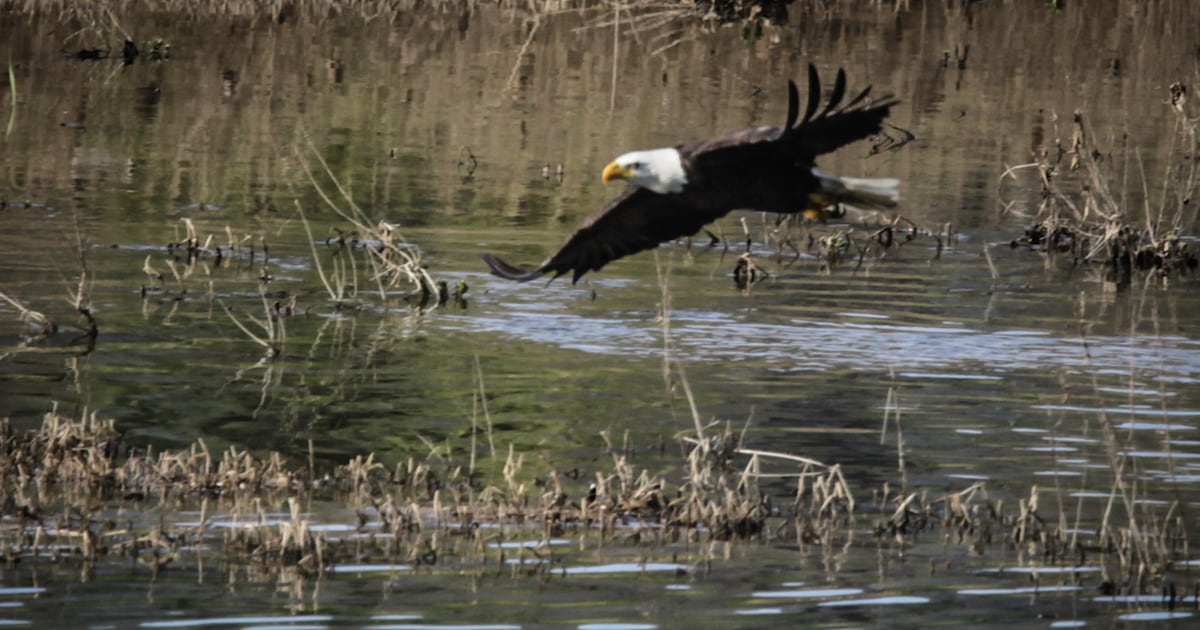 How to spot animals living right near you