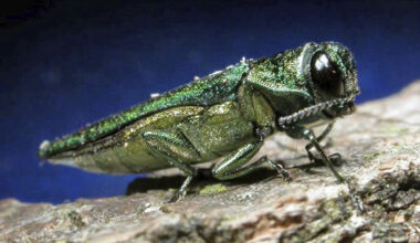 Invasive emerald ash borer spreading rapidly across Maine