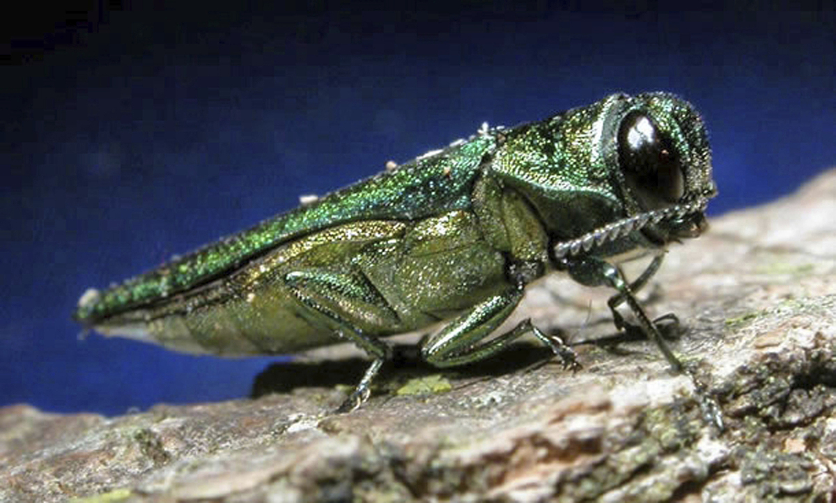 Invasive emerald ash borer spreading rapidly across Maine
