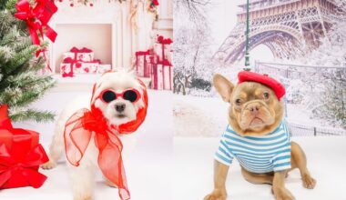 Fur Friday: A fashionable Maltese and tres chic French bulldog will bring the runway to you