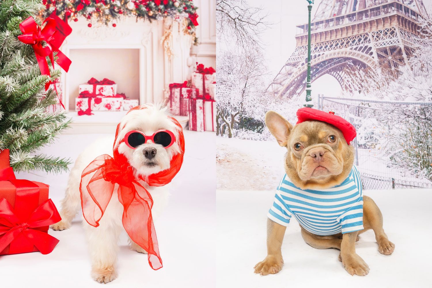 Fur Friday: A fashionable Maltese and tres chic French bulldog will bring the runway to you