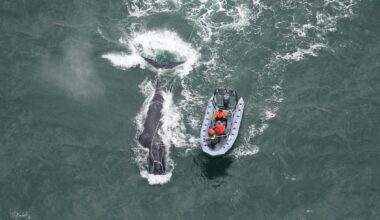 In two-day effort at sea, team partially frees whale of fishing gear off Georgia coast