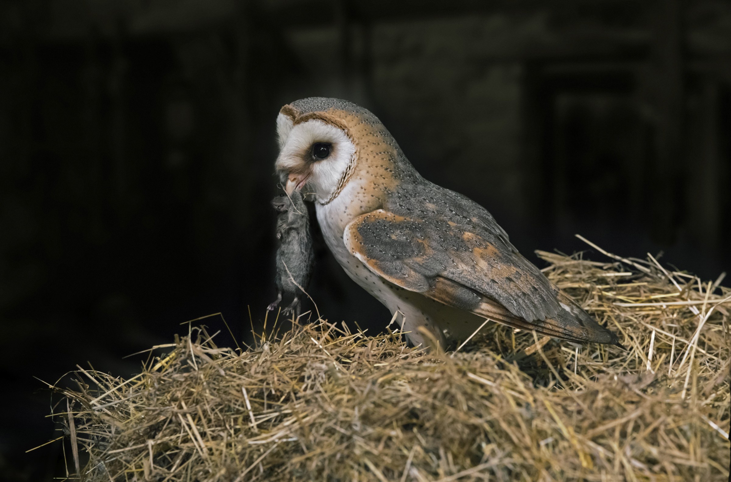 Many farmers use barn owls to control mice and other rodents.