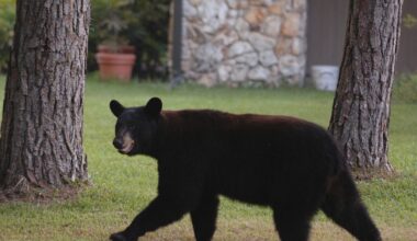 Florida’s rare and controversial black bear hunt kills 52 – NBC New York
