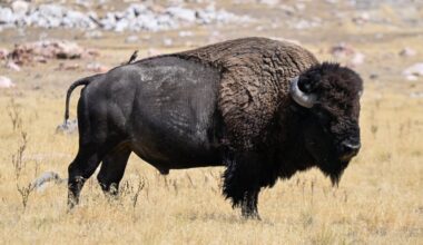 Bison return to Kane County prairies after hundreds of years – NBC Chicago