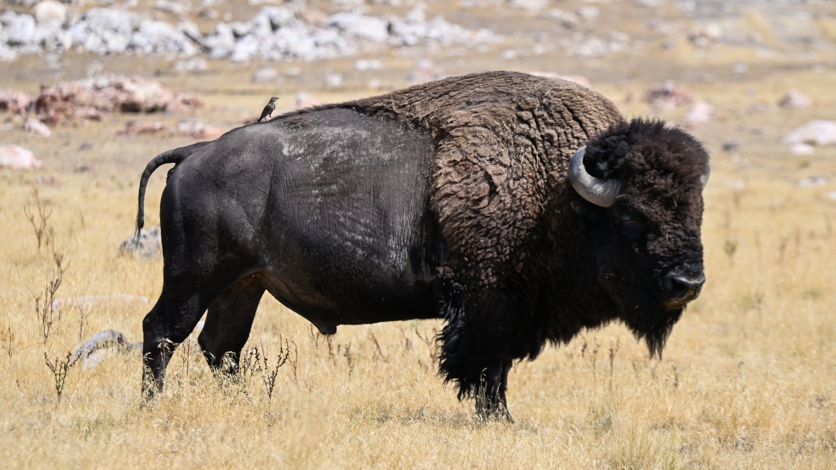 Bison return to Kane County prairies after hundreds of years – NBC Chicago