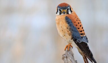 Kestrels, owls, and other raptors are helping farmers control pests