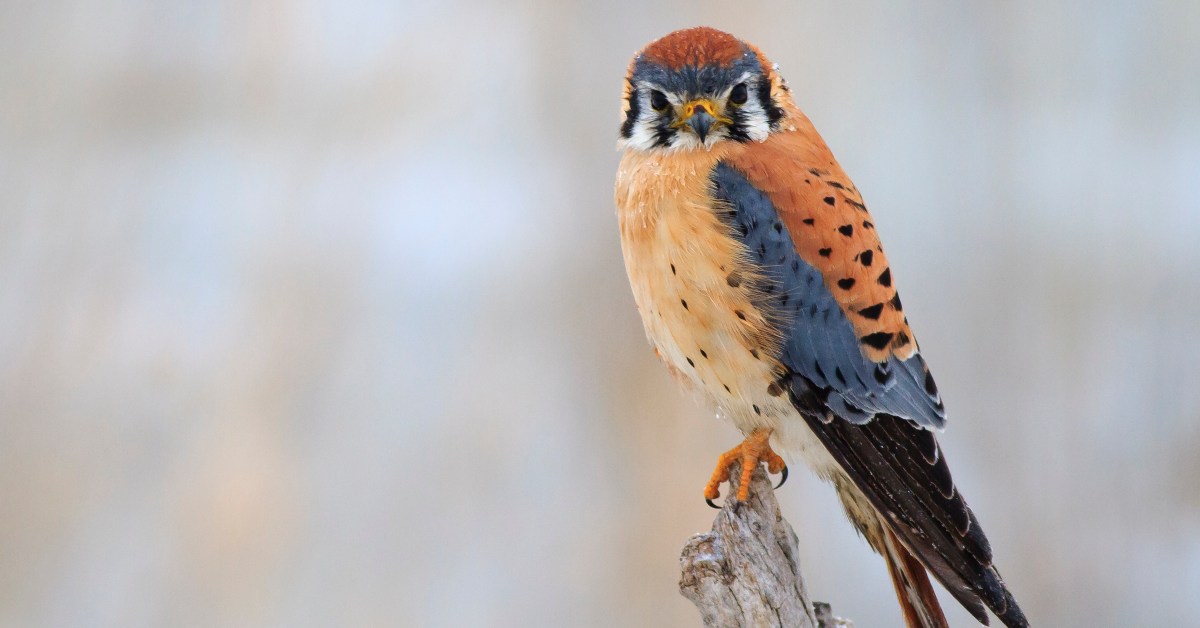 Kestrels, owls, and other raptors are helping farmers control pests