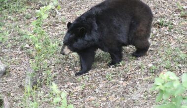 Florida kicks off first black bear hunt in a decade, despite pushback