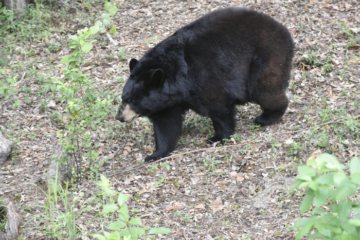Florida kicks off first black bear hunt in a decade, despite pushback