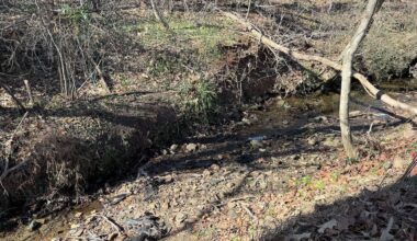 Dead black vultures found in Rocky Mount sent for avian flu testing