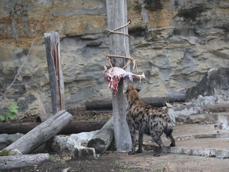 San Antonio Zoo invites guests to watch lions, tigers eat prey this weekend