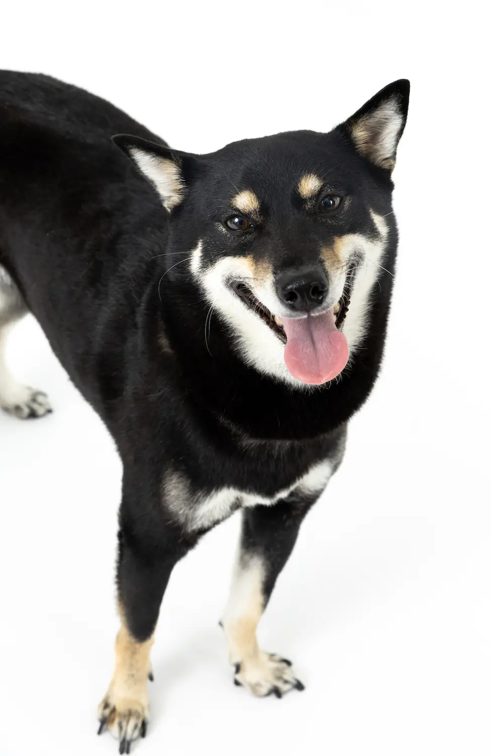 San Diego Magazine's Cutest Pets 2025 content critic's pick winner Our Cold, Journalistic Hearts Award Yumi