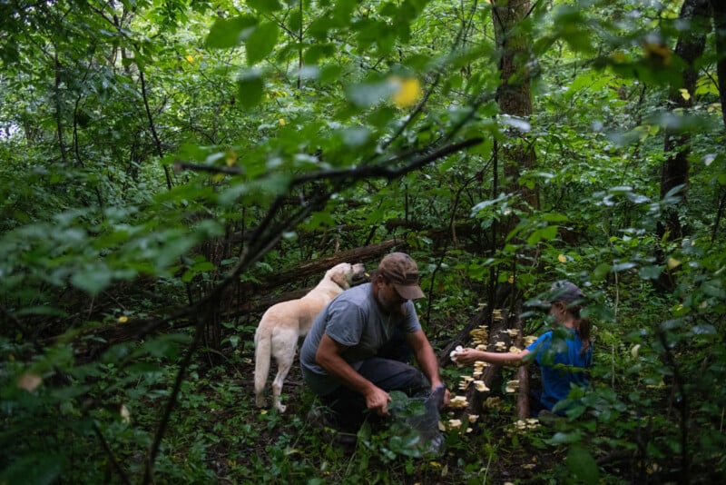 Two people and a dog are foraging for mushrooms in a dense, green forest. The man kneels, picking mushrooms and placing them in a bag, while a child observes. The dog stands nearby among the trees and foliage.