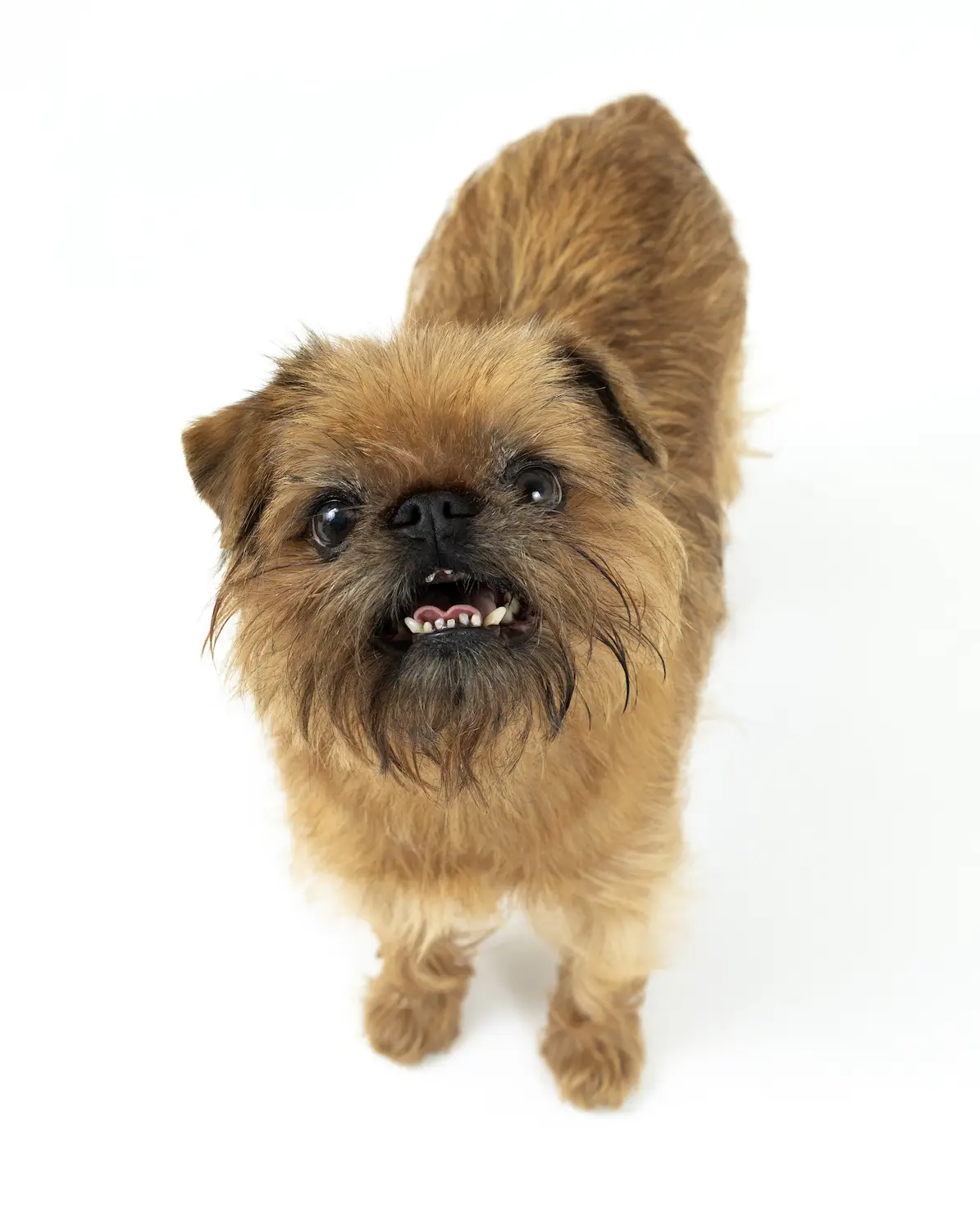 San Diego Magazine's Cutest Pets 2025 content critic's pick winner Floofiest Floof (Dog) Award, Hash Brown 