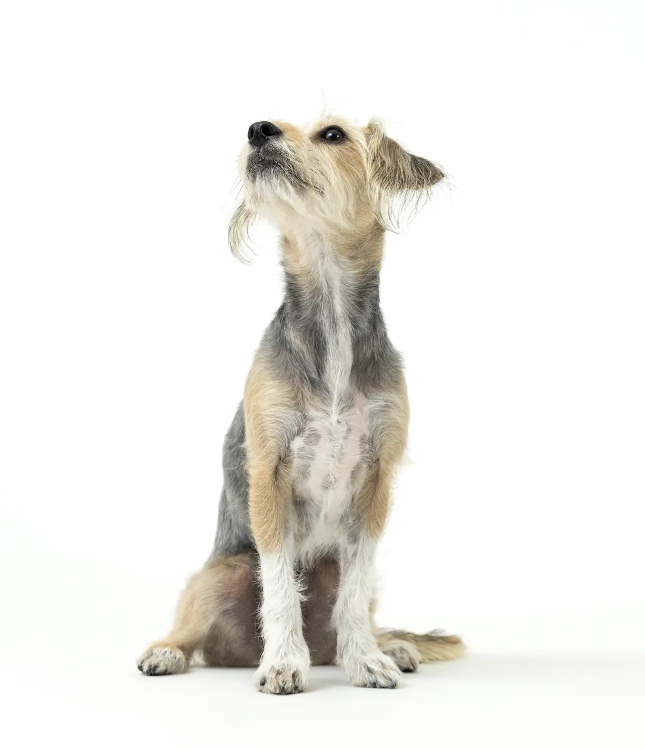 San Diego Magazine's Cutest Pets 2025 content critic's pick winner  Tiny But Mighty Award, Stella