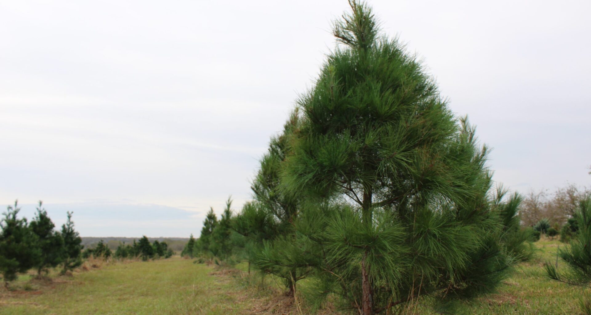 Where do San Antonio's Christmas trees come from?