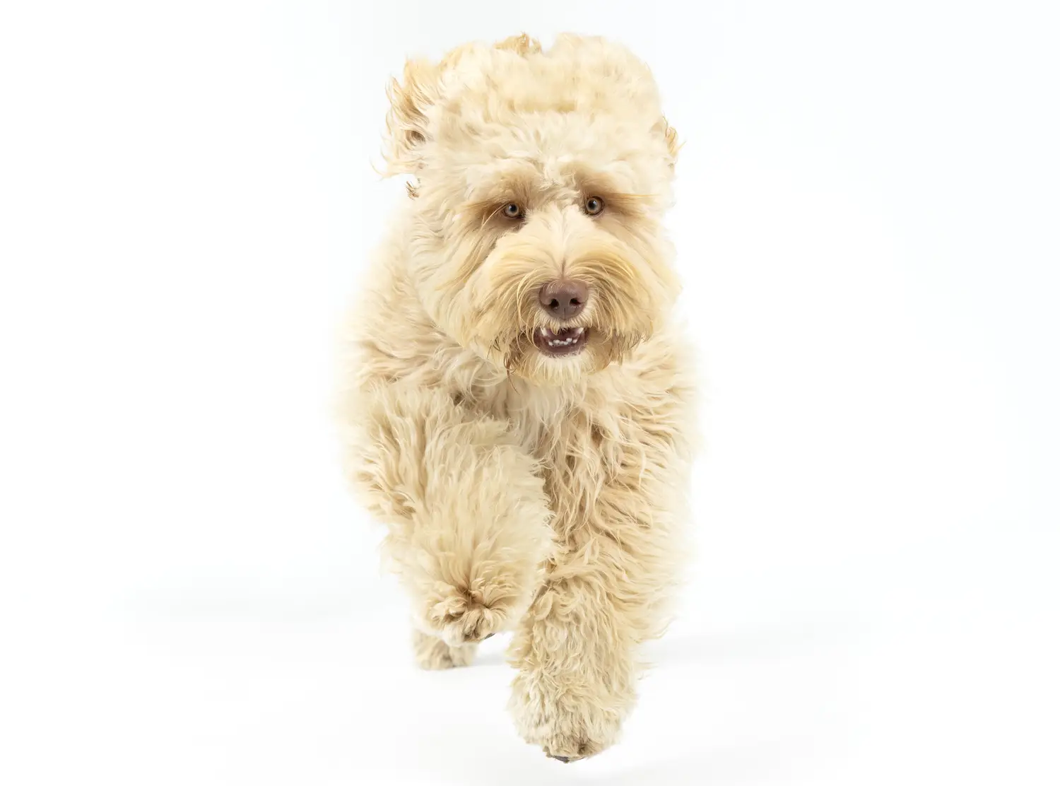 San Diego Magazine's Cutest Pets 2025 content critic's pick winner Floofiest Floof (Dog) Award, Hash Brown