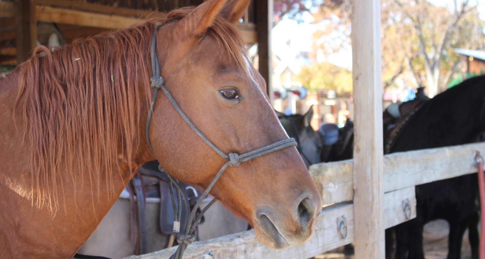 Horse virus outbreak wanes, but precautions still urged