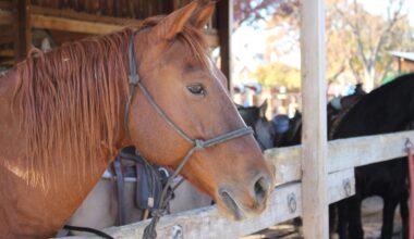 Horse virus outbreak wanes, but precautions still urged