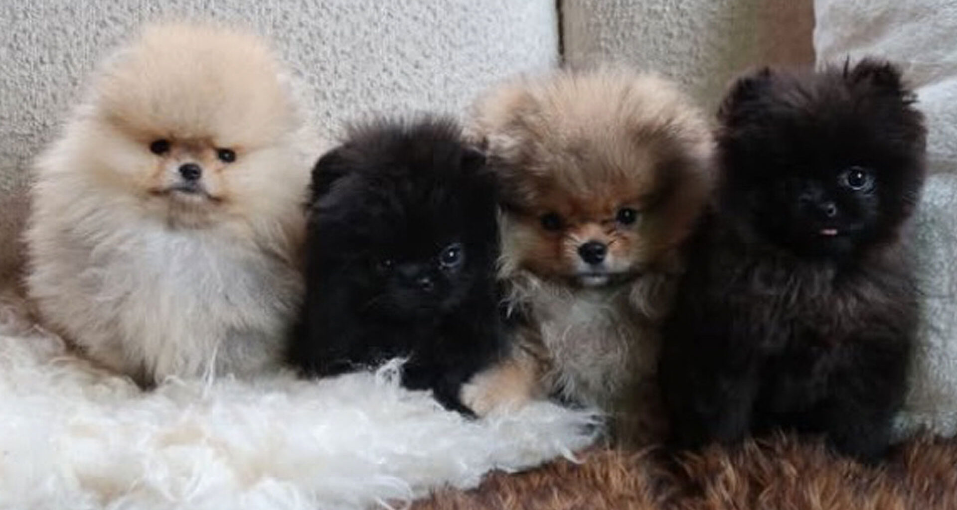 Kim Kardashian slammed for surprising kids with FOUR new puppies as fans fume ‘dogs are not toys!’