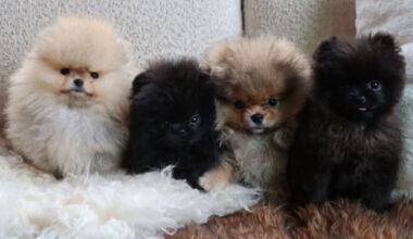 Kim Kardashian slammed for surprising kids with FOUR new puppies as fans fume ‘dogs are not toys!’