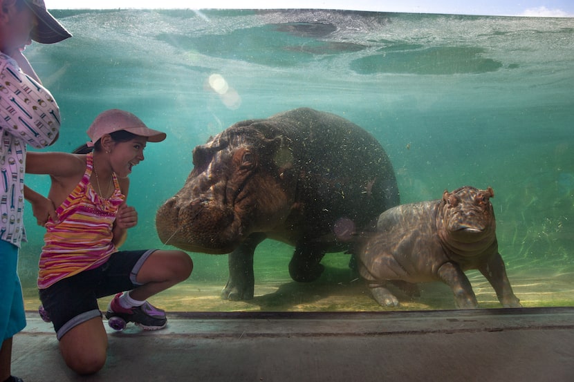 Dylan Gutierrez (left), 4, and Melanie Gutierrez, 10, greet hippo Boipelo and her baby...