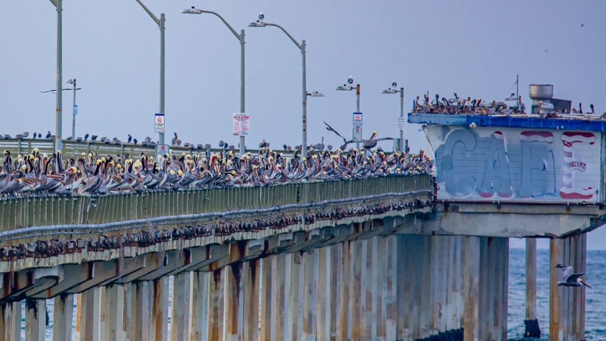 Pelicans swarm Ocean Beach for a snack on the OB pier – NBC 7 San Diego