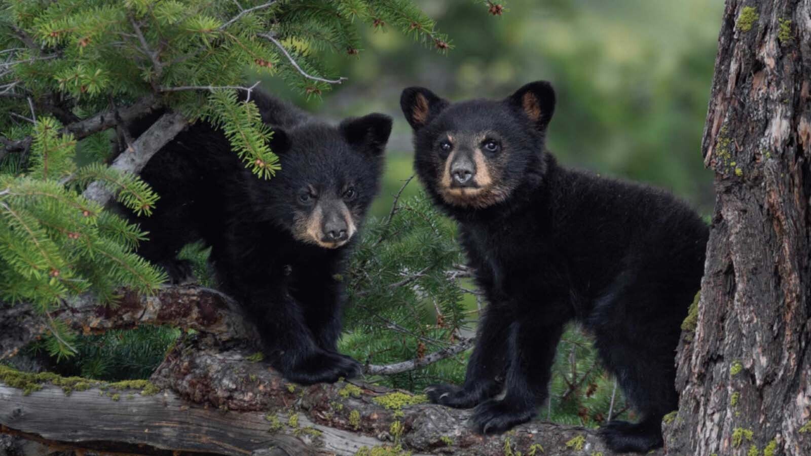 Juli Cook of Cody grew up in the shadow of Yellowstone National Park watching its famous wildlife. Now an emerging photographer, her debut book marries her breathtaking wildlife images and the stories behind the photos.
