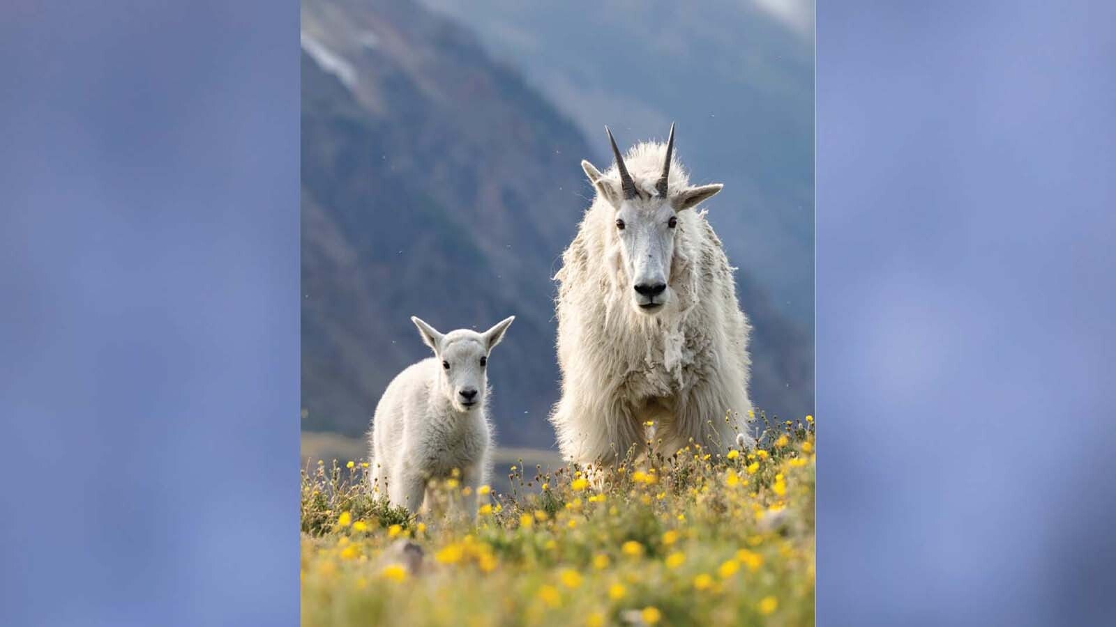 Juli Cook of Cody grew up in the shadow of Yellowstone National Park watching its famous wildlife. Now an emerging photographer, her debut book marries her breathtaking wildlife images and the stories behind the photos.