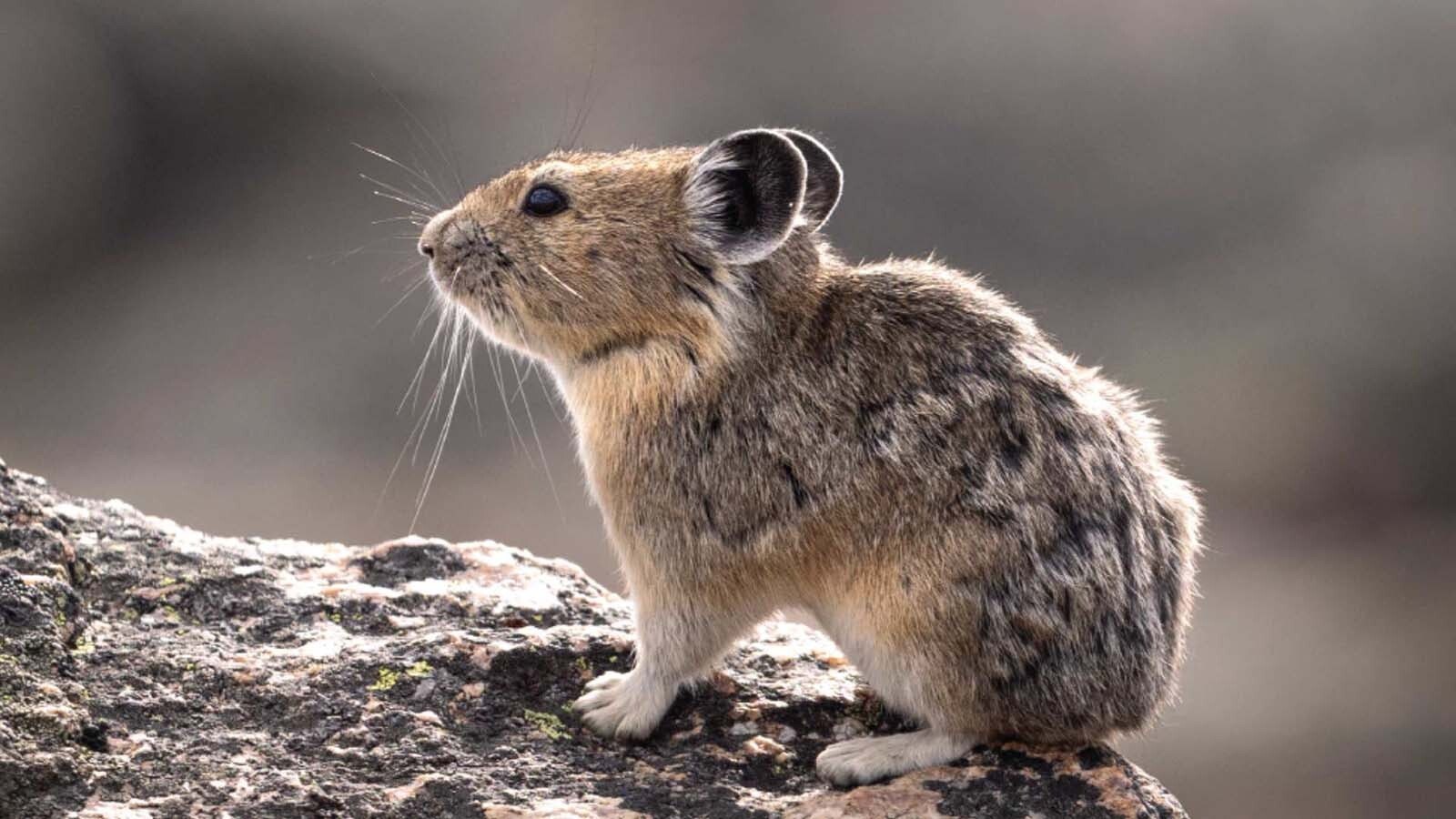 Juli Cook of Cody grew up in the shadow of Yellowstone National Park watching its famous wildlife. Now an emerging photographer, her debut book marries her breathtaking wildlife images and the stories behind the photos.
