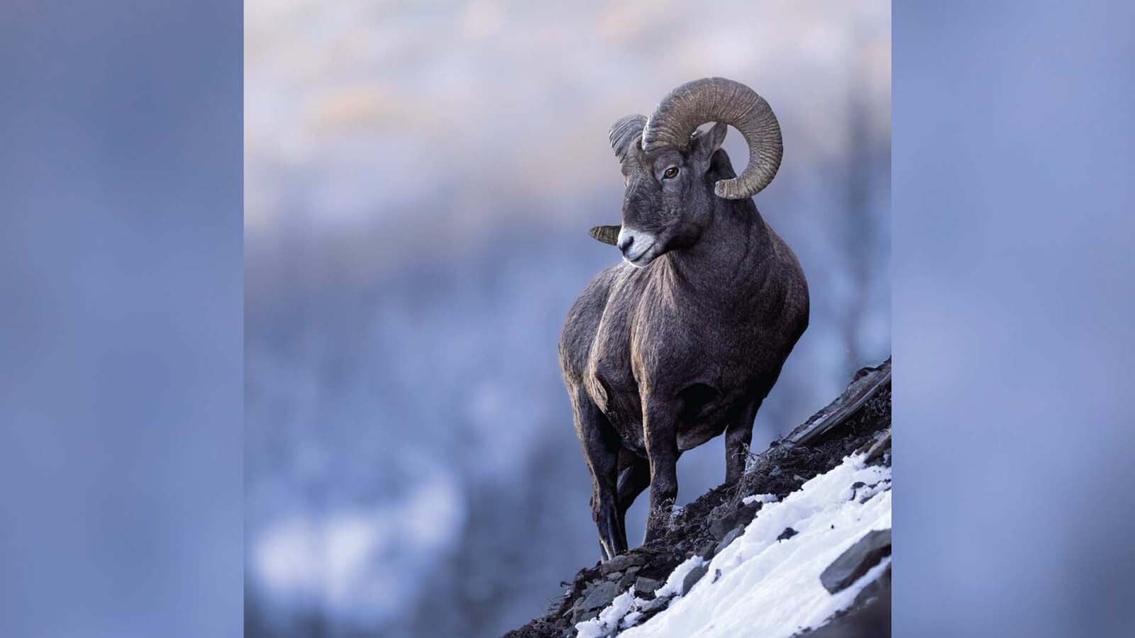 Juli Cook of Cody grew up in the shadow of Yellowstone National Park watching its famous wildlife. Now an emerging photographer, her debut book marries her breathtaking wildlife images and the stories behind the photos.